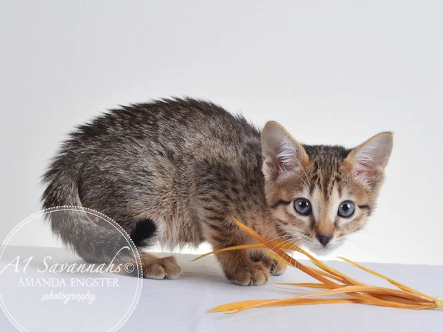 A1 Savannahs Ellarose F6 Female Savannah Kitten