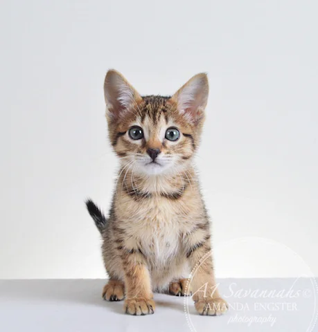 A1 Savannahs Ellarose F6 Female Savannah Kitten