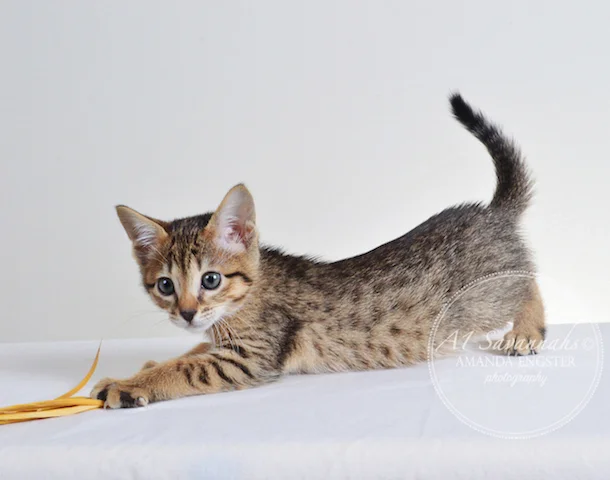 A1 Savannahs Ellarose F6 Female Savannah Kitten