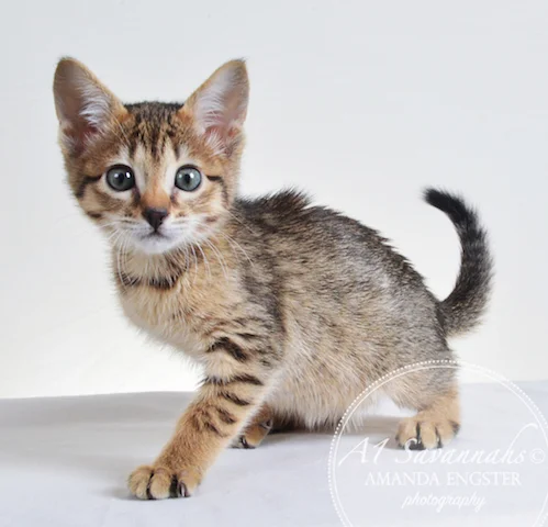A1 Savannahs Ellarose F6 Female Savannah Kitten