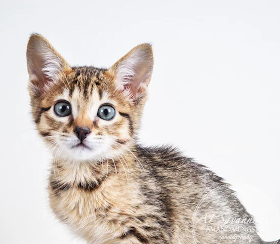 A1 Savannahs Ellarose F6 Female Savannah Kitten