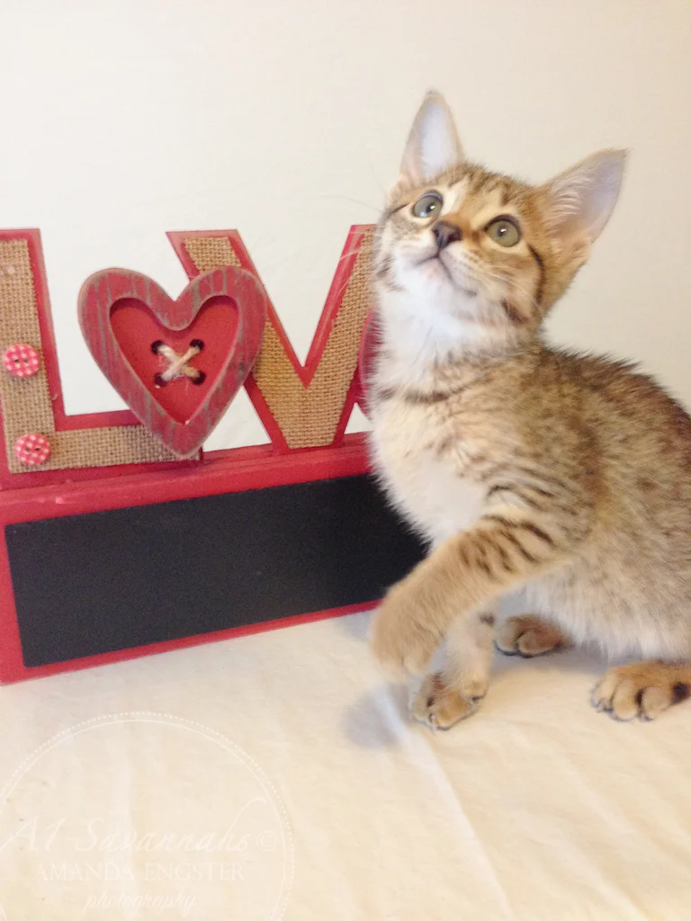 A1 Savannahs Ellarose F6 Female Savannah Kitten