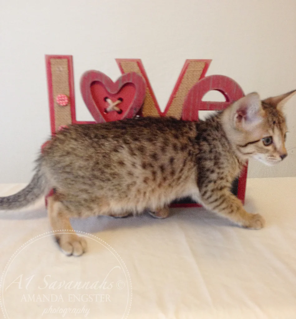A1 Savannahs Ellarose F6 Female Savannah Kitten