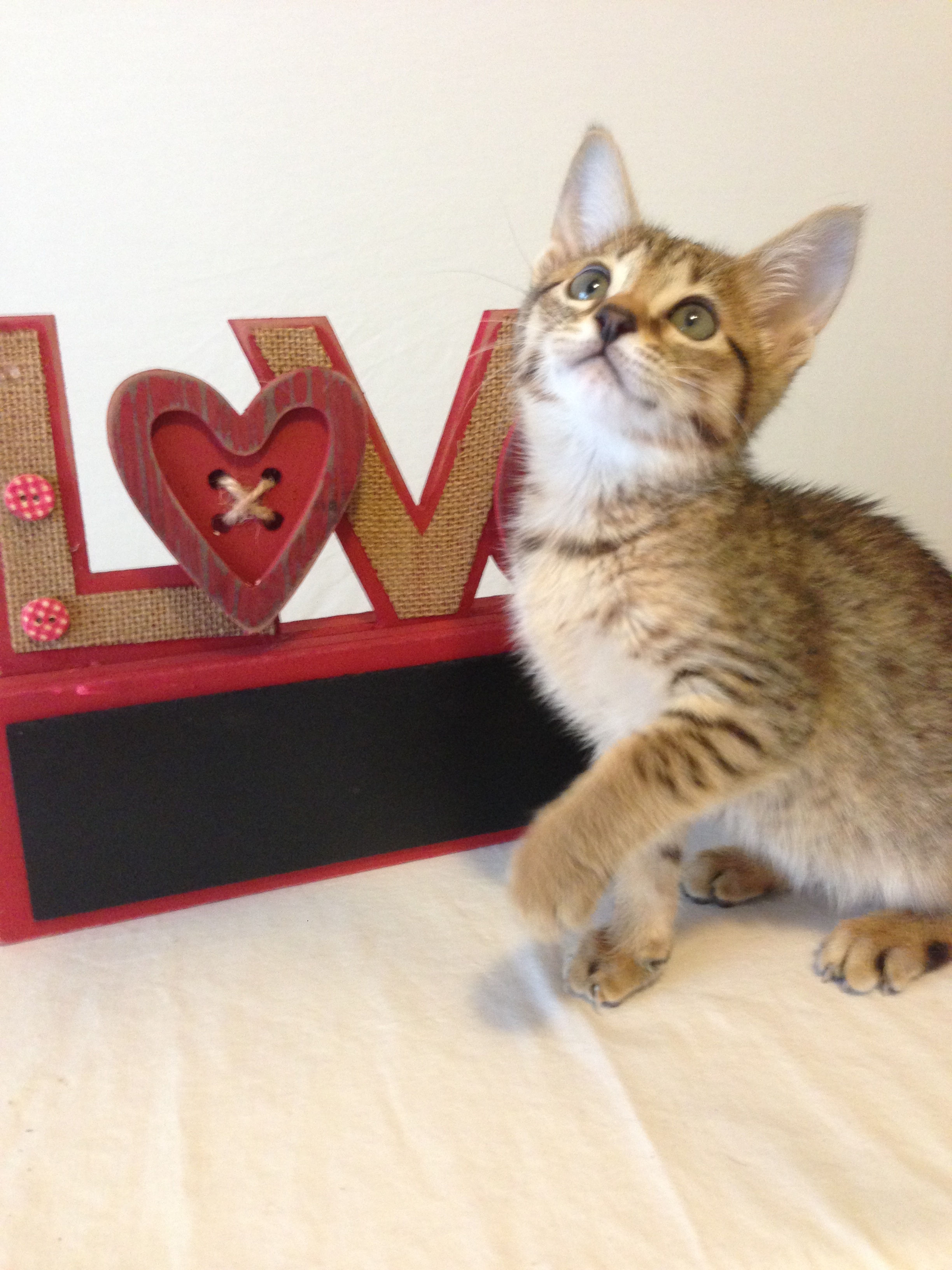 A1 Savannahs Ellarose F6 Female Savannah Kitten