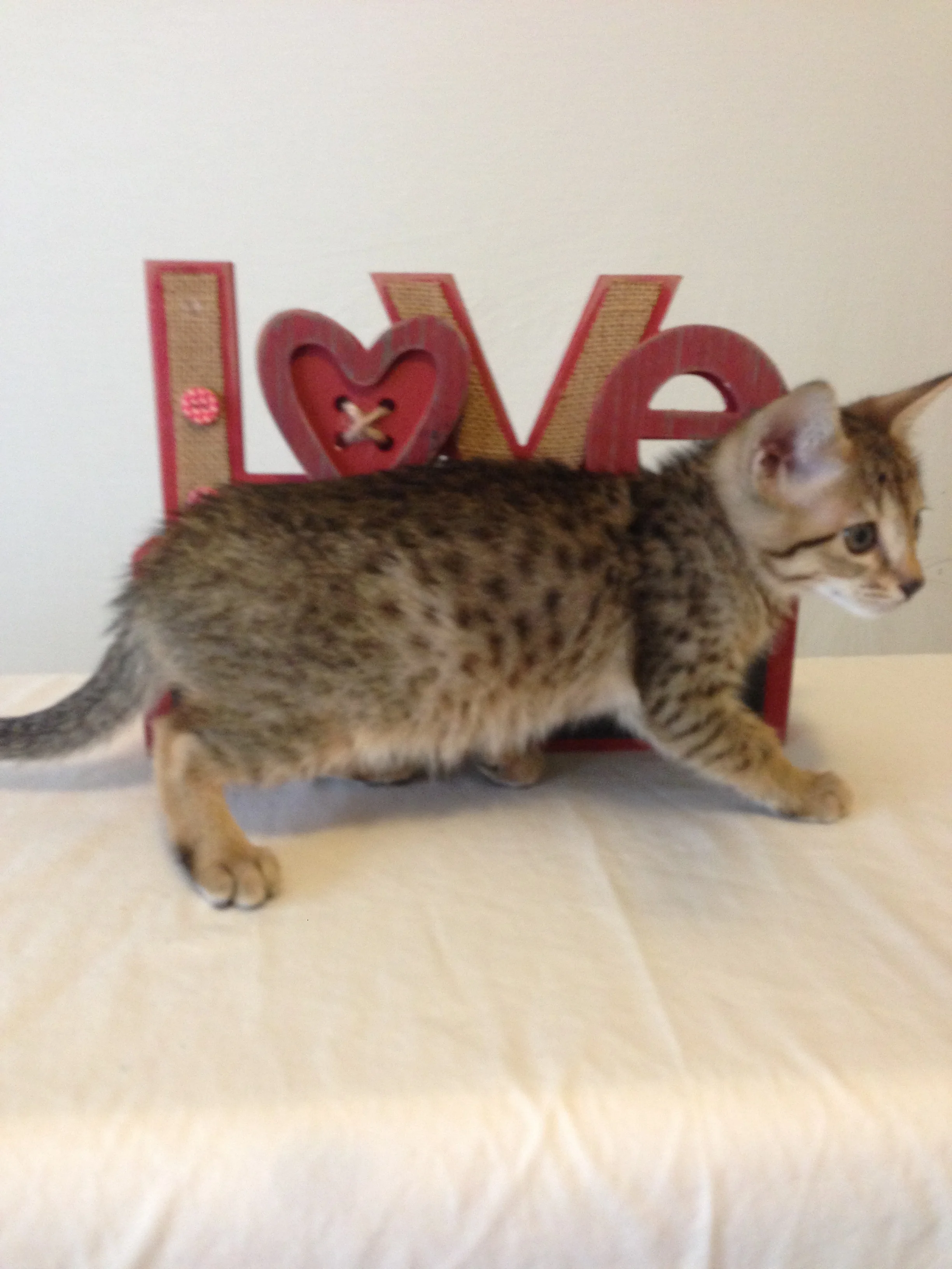 A1 Savannahs Ellarose F6 Female Savannah Kitten