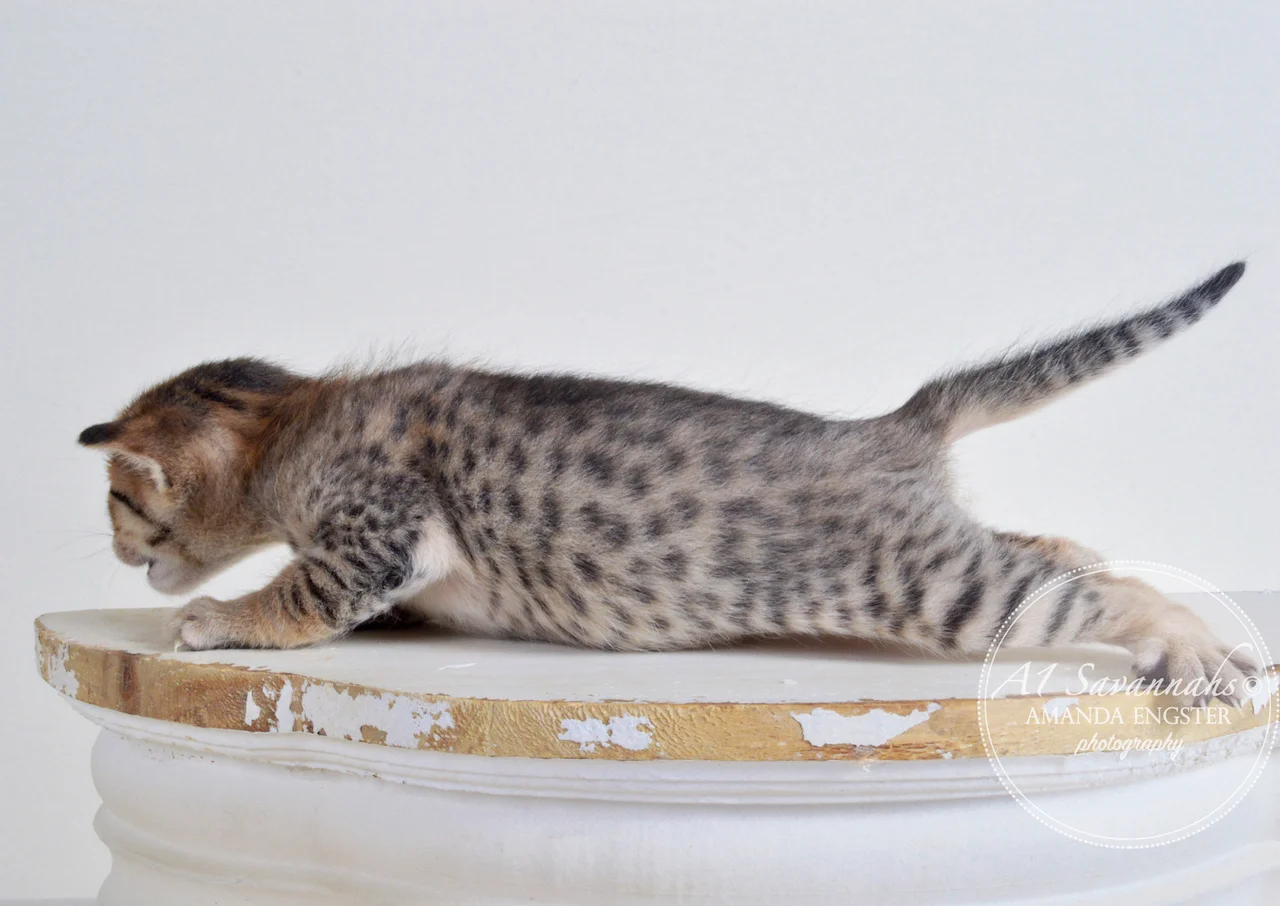 A1 Savannahs Emilee F6 Female Savannah Kitten