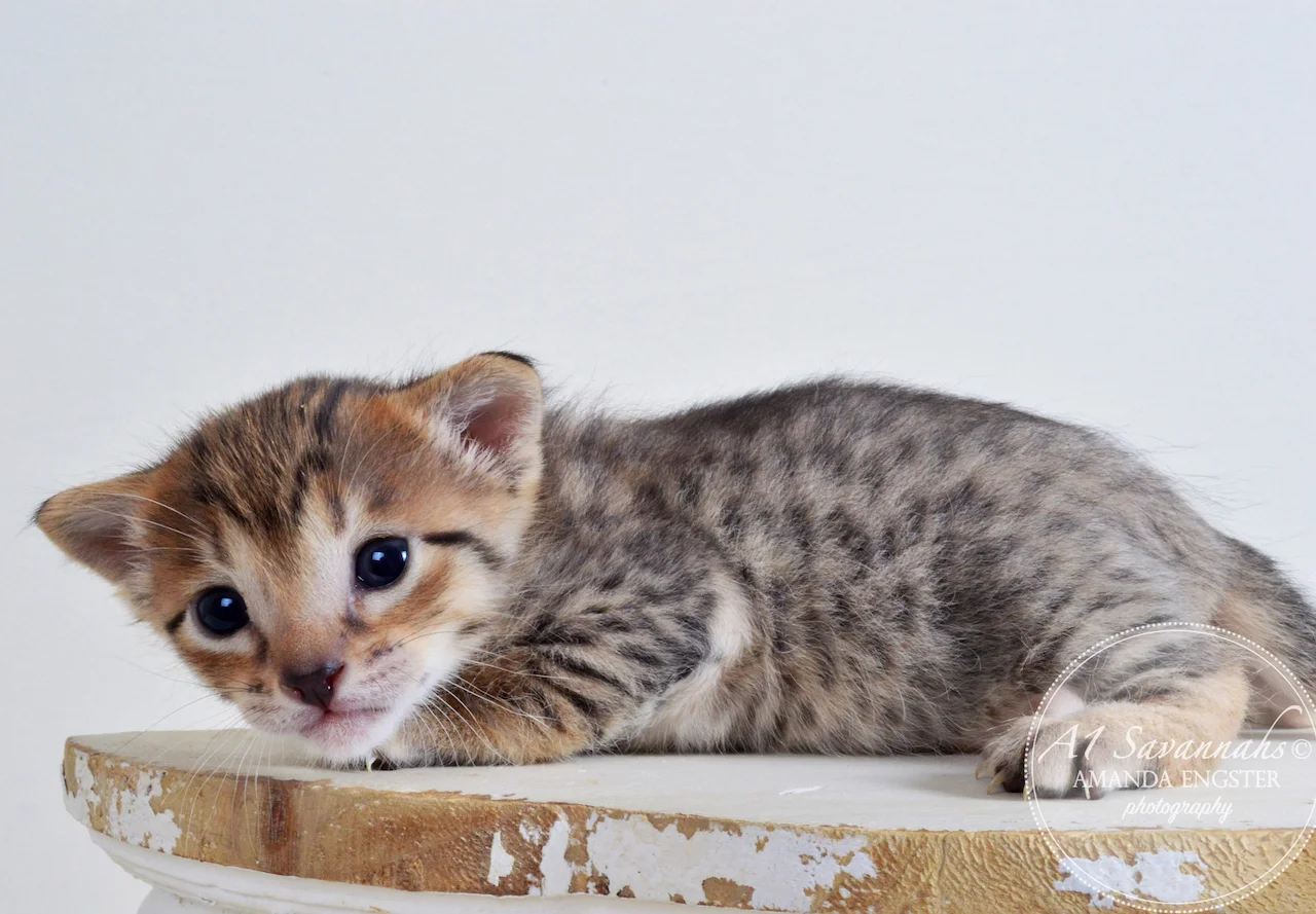 A1 Savannahs Emilee F6 Female Savannah Kitten