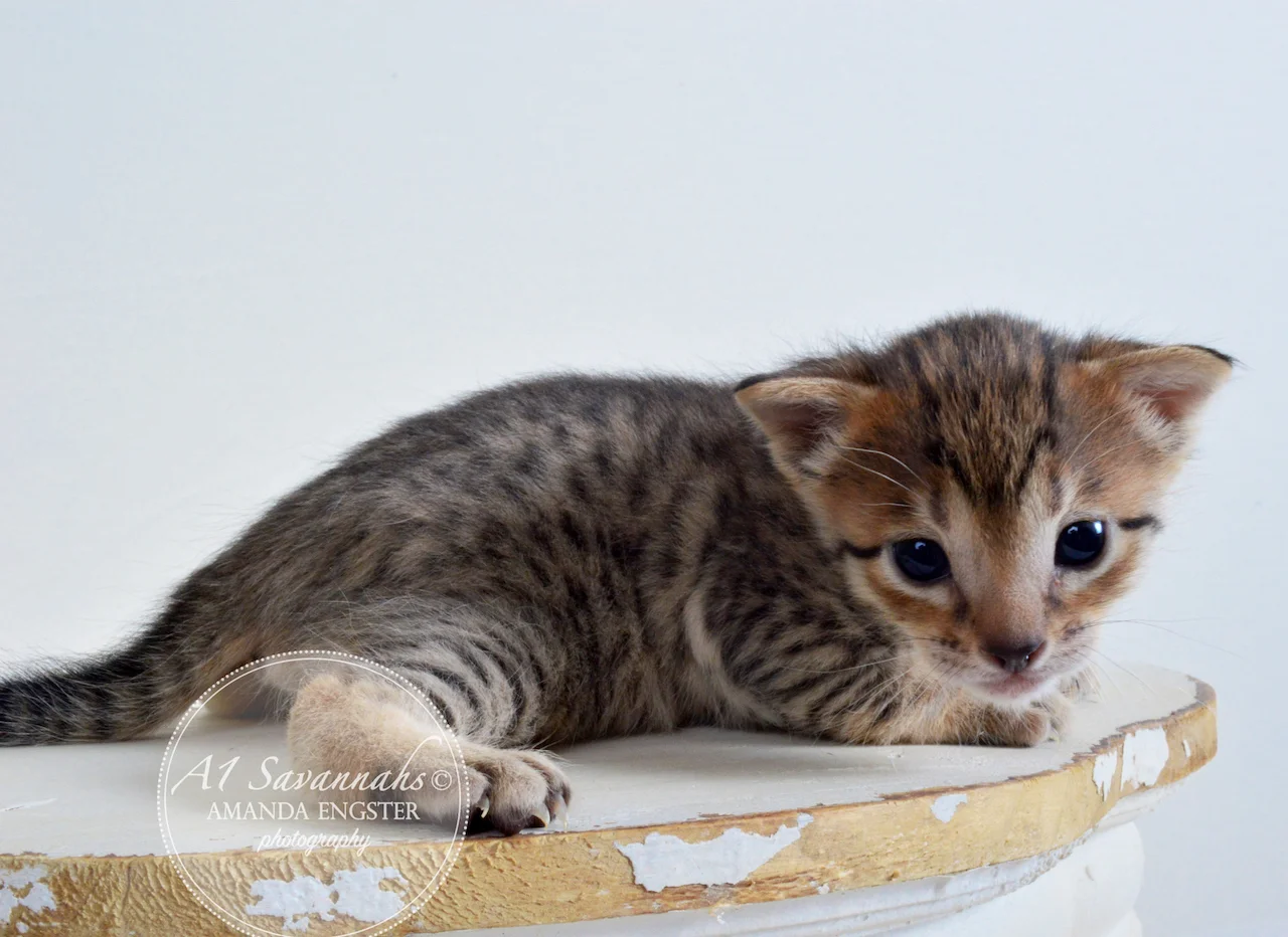 A1 Savannahs Emilee F6 Female Savannah Kitten