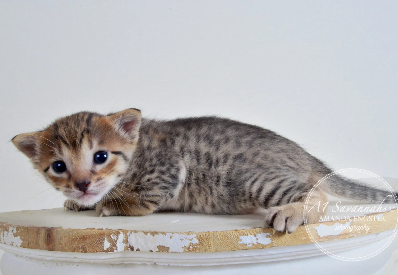 A1 Savannahs Emilee F6 Female Savannah Kitten