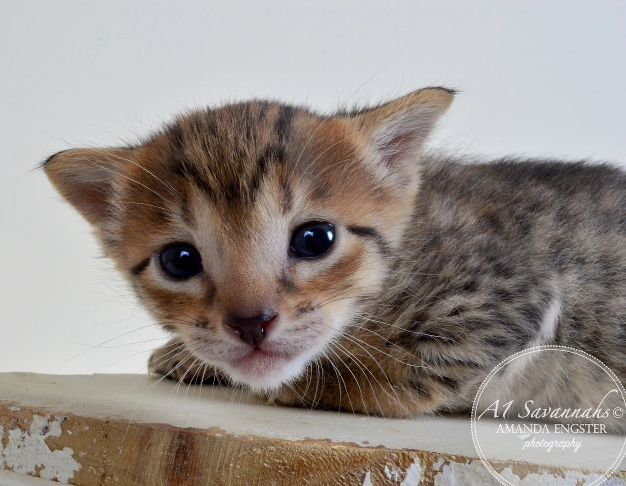 A1 Savannahs Emilee F6 Female Savannah Kitten