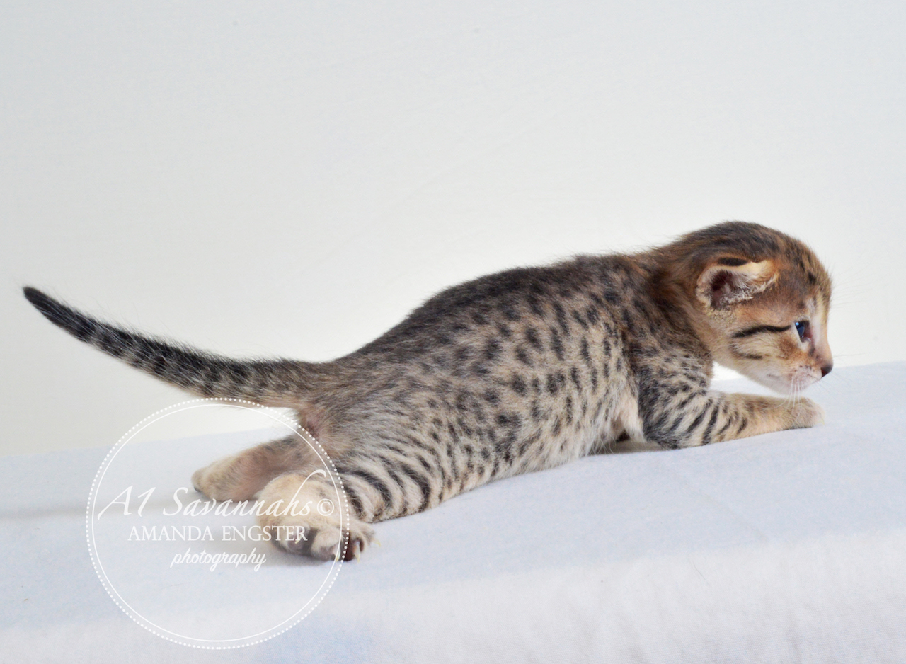 A1 Savannahs Emilee F6 Female Savannah Kitten