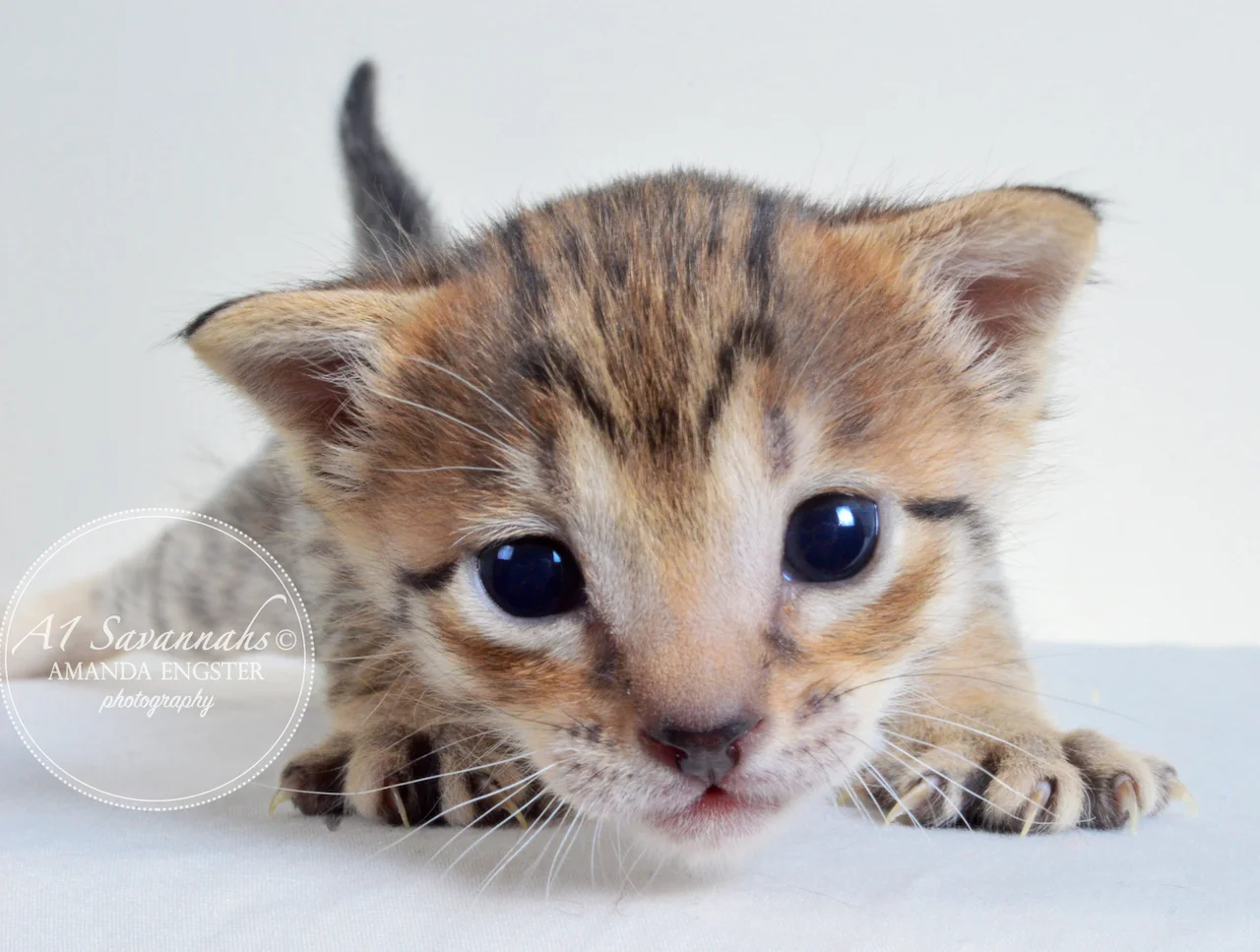 A1 Savannahs Emilee F6 Female Savannah Kitten