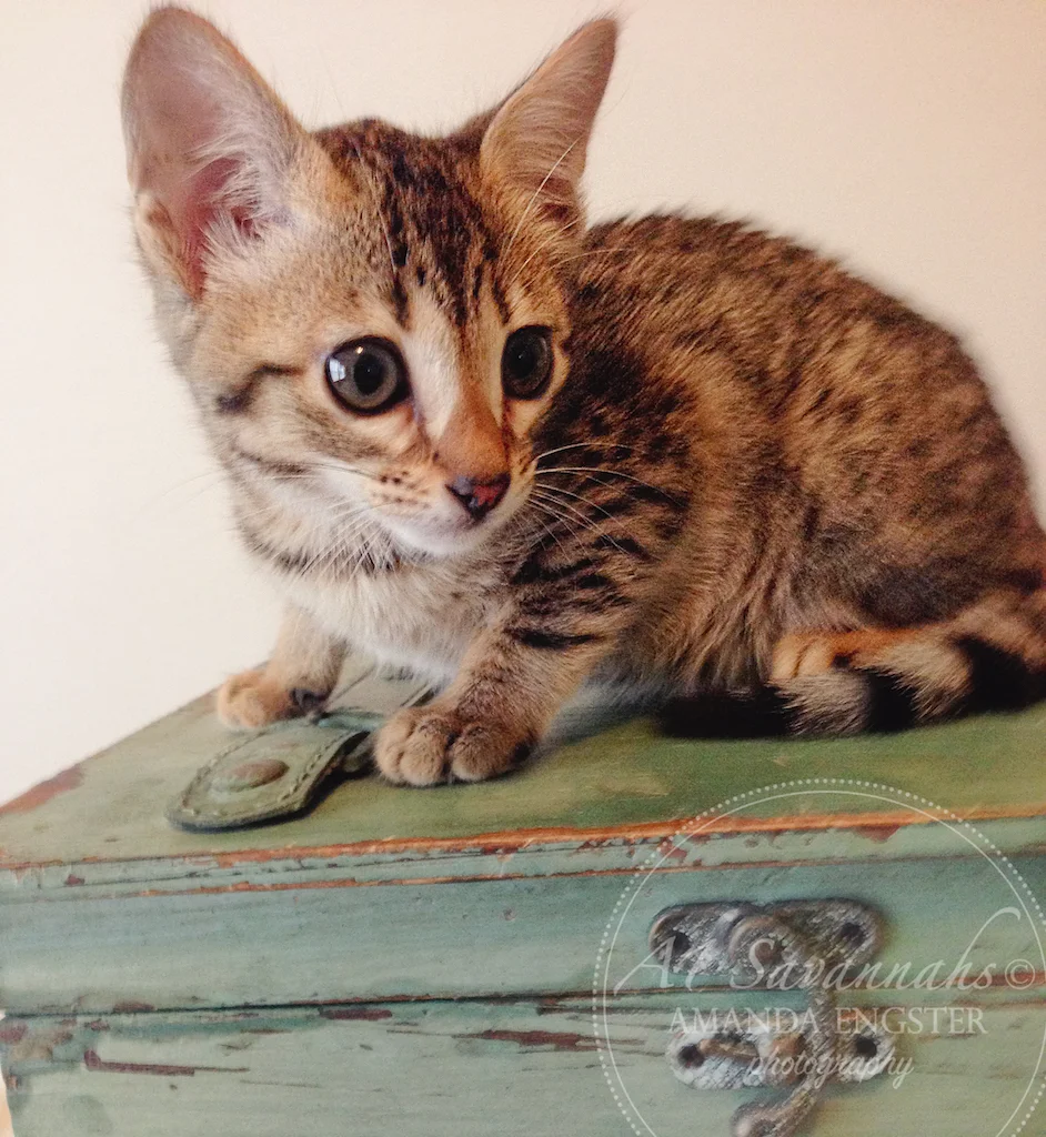 A1 Savannahs Emilee F6 Female Savannah Kitten