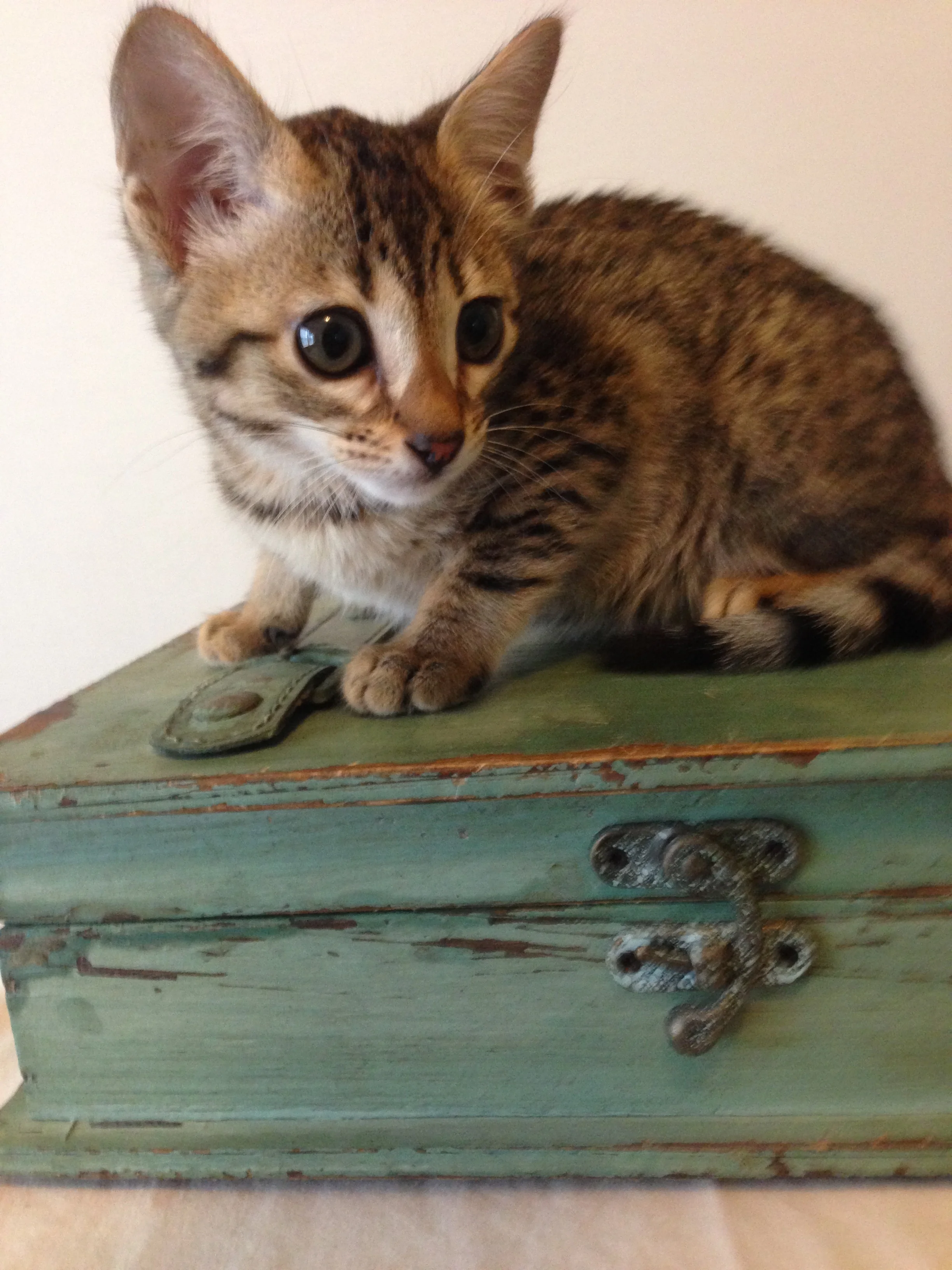 A1 Savannahs Emilee F6 Female Savannah Kitten