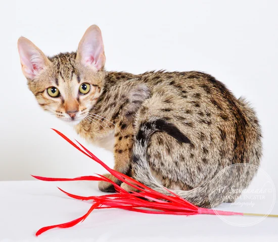 A1 Savannahs Cannon SBT Male Savannah Kitten
