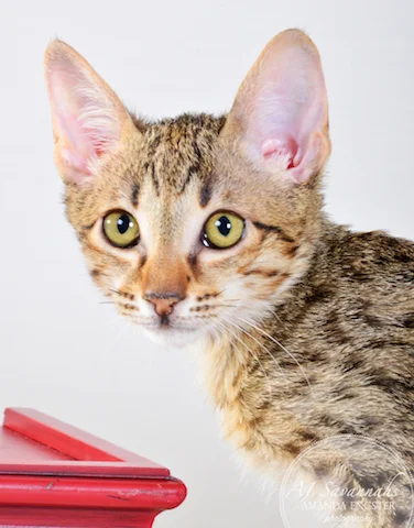 A1 Savannahs Cannon SBT Male Savannah Kitten