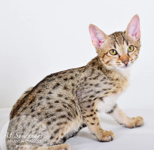 A1 Savannahs Cannon SBT Male Savannah Kitten