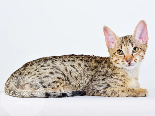 A1 Savannahs Cannon SBT Male Savannah Kitten