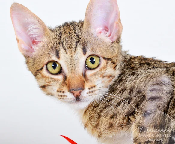 A1 Savannahs Cannon SBT Male Savannah Kitten