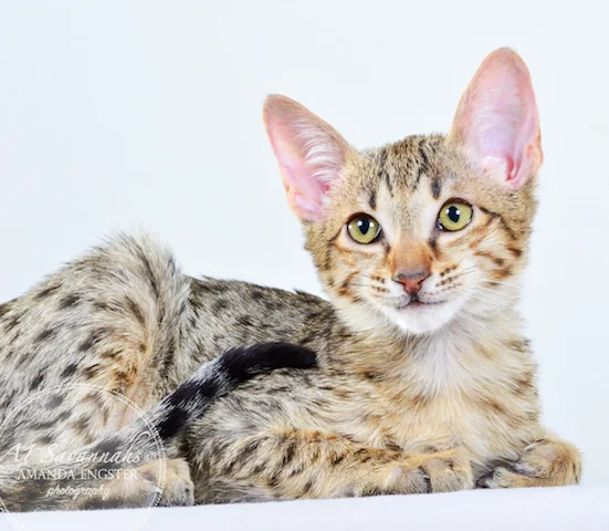 A1 Savannahs Cannon SBT Male Savannah Kitten