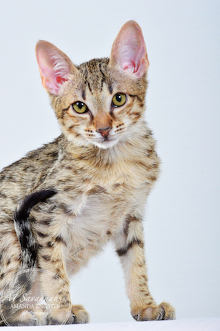 A1 Savannahs Cannon SBT Male Savannah Kitten