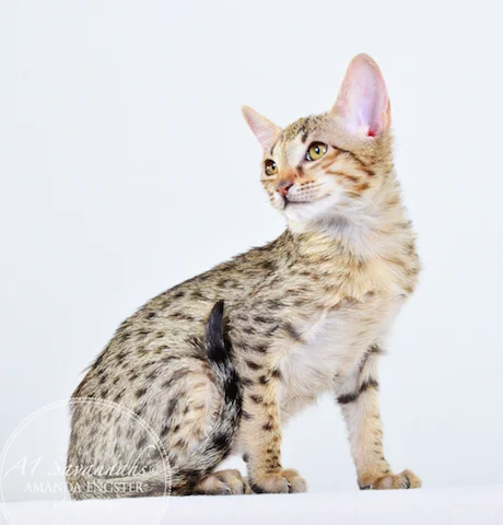 A1 Savannahs Cannon SBT Male Savannah Kitten