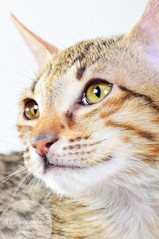 A1 Savannahs Cannon SBT Male Savannah Kitten