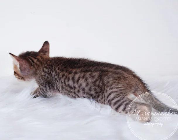 A1 Savannahs Maliky SBT Male Savannah Kitten