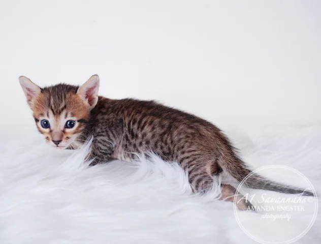 A1 Savannahs Maliky SBT Male Savannah Kitten
