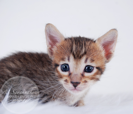 A1 Savannahs Maliky SBT Male Savannah Kitten