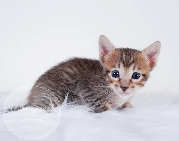 A1 Savannahs Maliky SBT Male Savannah Kitten