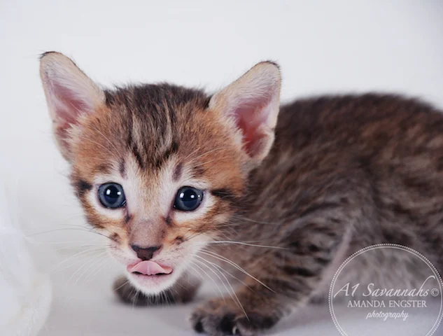 A1 Savannahs Maliky SBT Male Savannah Kitten