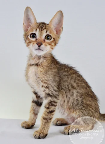 A1 Savannahs Maliky SBT Male Savannah Kitten