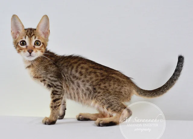 A1 Savannahs Maliky SBT Male Savannah Kitten