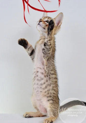 A1 Savannahs Maliky SBT Male Savannah Kitten
