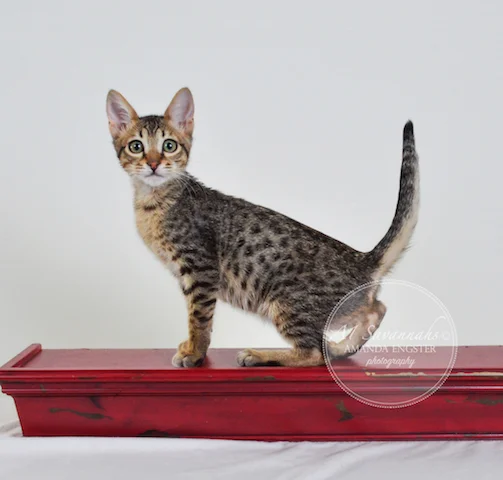 A1 Savannahs Spencer SBT Male Savannah Kitten
