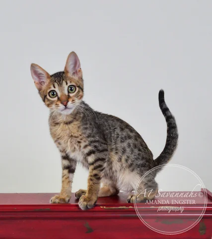 A1 Savannahs Spencer SBT Male Savannah Kitten