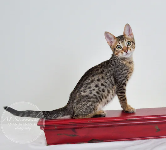 A1 Savannahs Spencer SBT Male Savannah Kitten