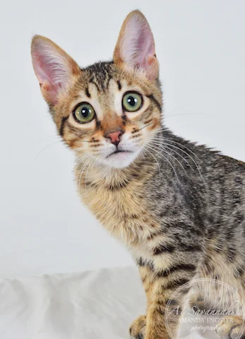 A1 Savannahs Spencer SBT Male Savannah Kitten
