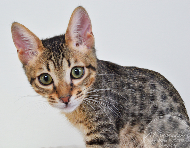 A1 Savannahs Spencer SBT Male Savannah Kitten
