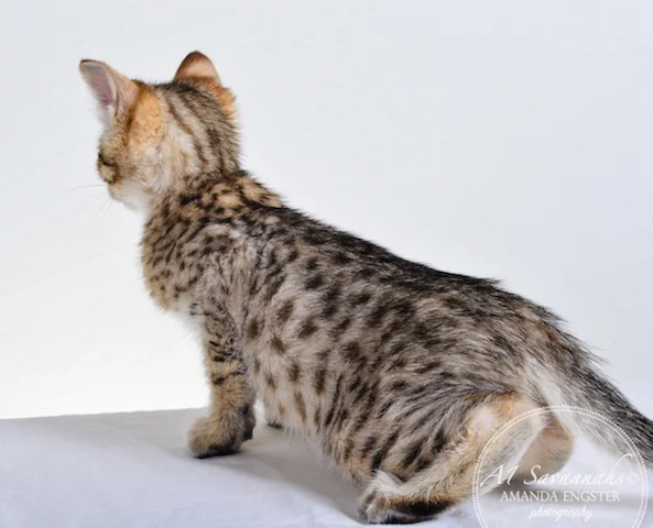 A1 Savannahs Tapanga F4 Female Savannah Kitten