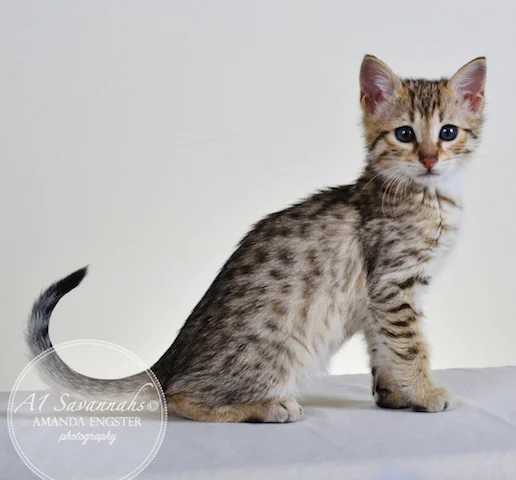 A1 Savannahs Tapanga F4 Female Savannah Kitten