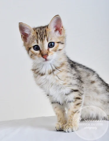 A1 Savannahs Tapanga F4 Female Savannah Kitten