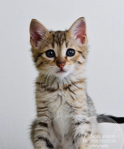A1 Savannahs Tapanga F4 Female Savannah Kitten