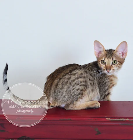 A1 Savannahs Cyrus SBT Male Savannah Kitten