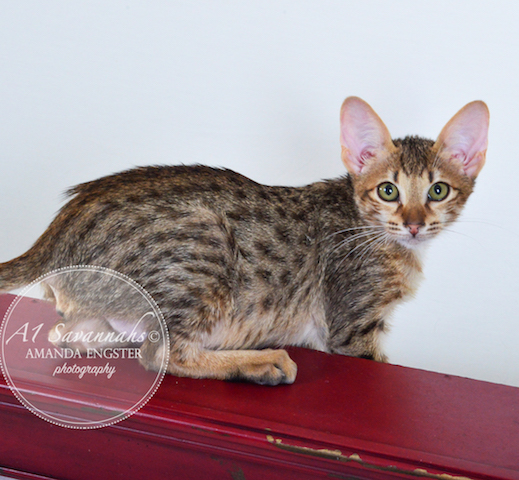 A1 Savannahs Cyrus SBT Male Savannah Kitten