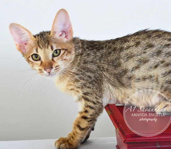 A1 Savannahs Cyrus SBT Male Savannah Kitten