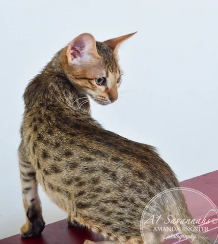 A1 Savannahs Cyrus SBT Male Savannah Kitten