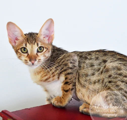 A1 Savannahs Cyrus SBT Male Savannah Kitten
