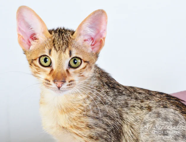 A1 Savannahs Cyrus SBT Male Savannah Kitten